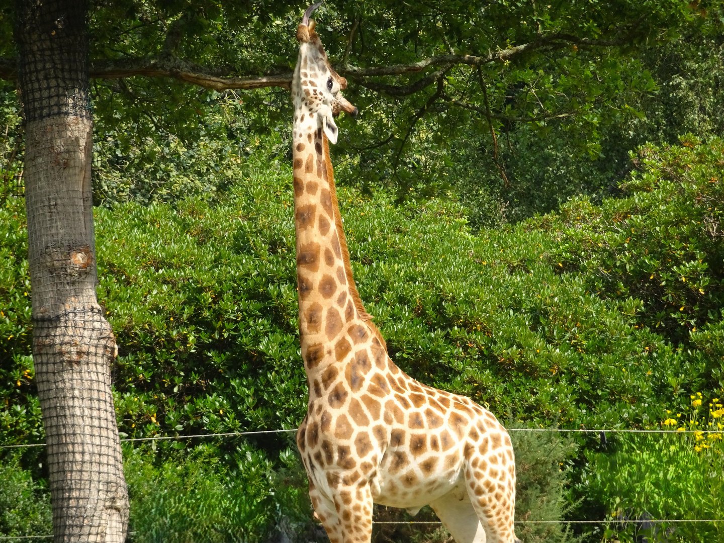 Knowsley Safari 3 August 2025