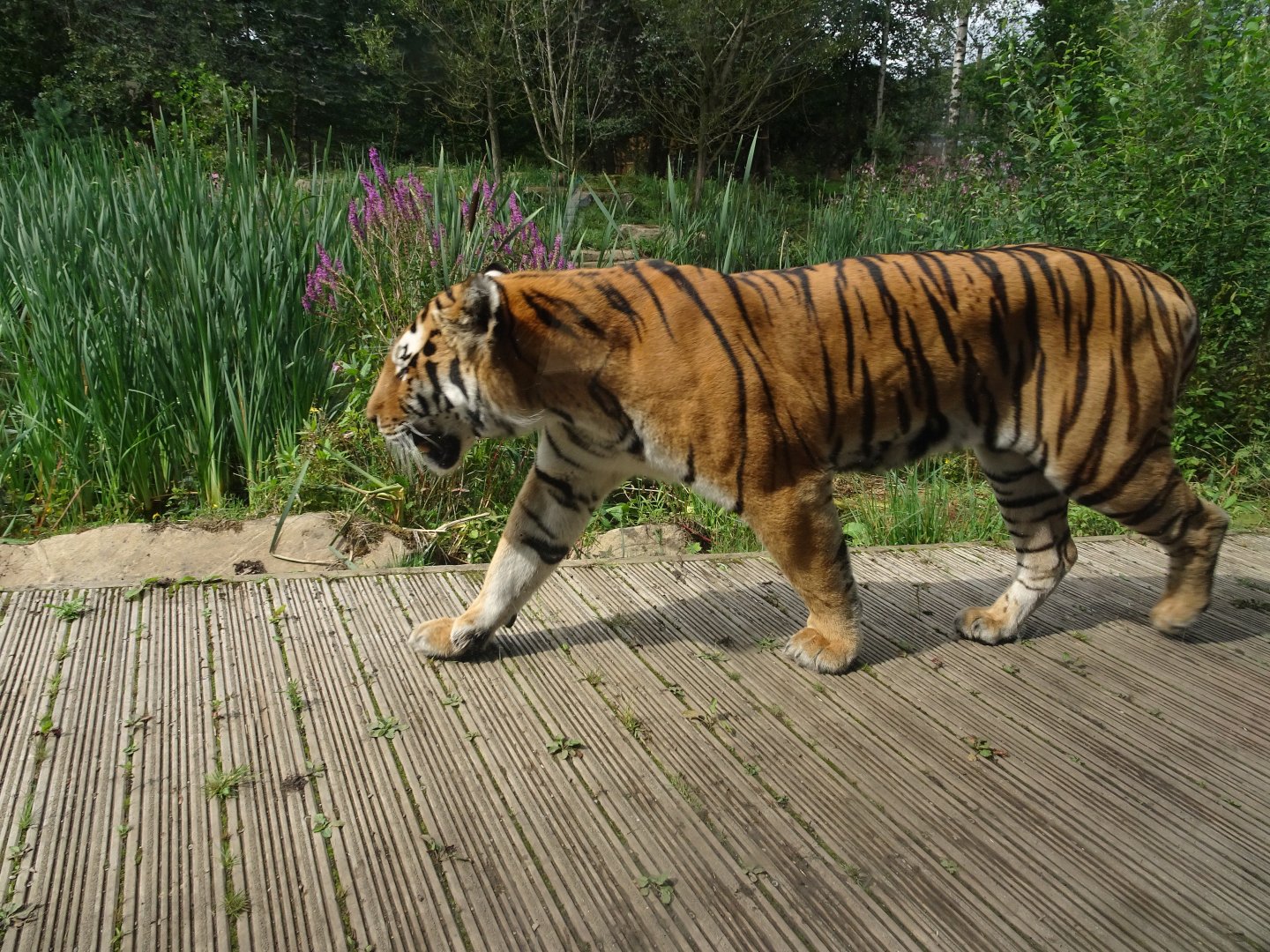 Knowsley Safari 3 August 2025