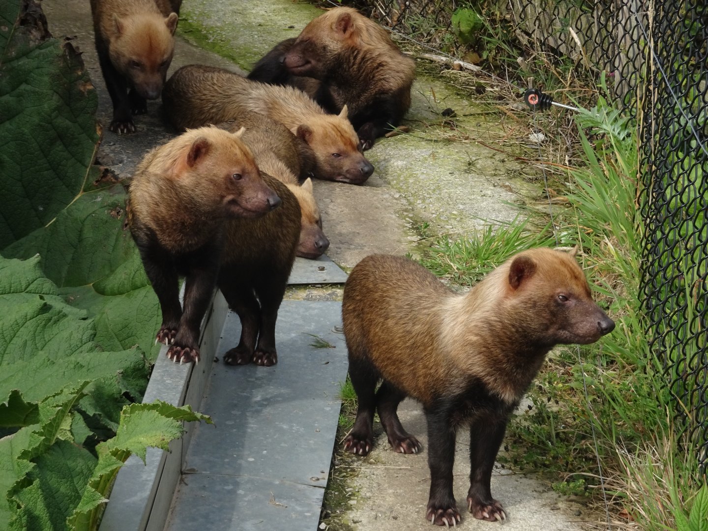 Knowsley Safari 3 August 2025