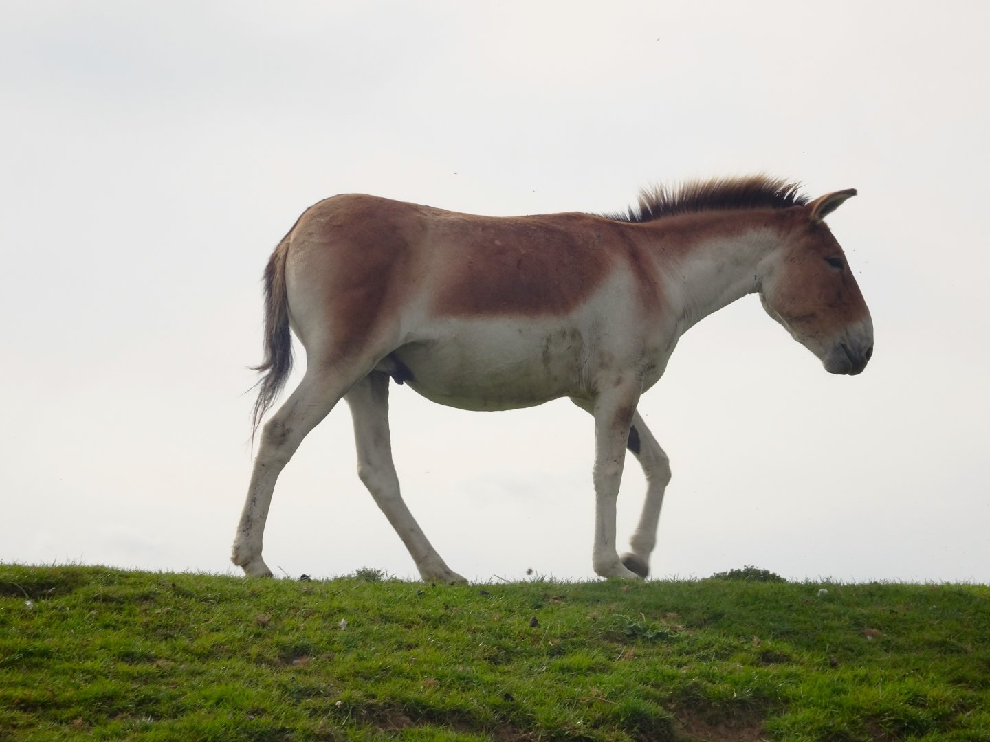 Knowsley Safari 3 August 2025