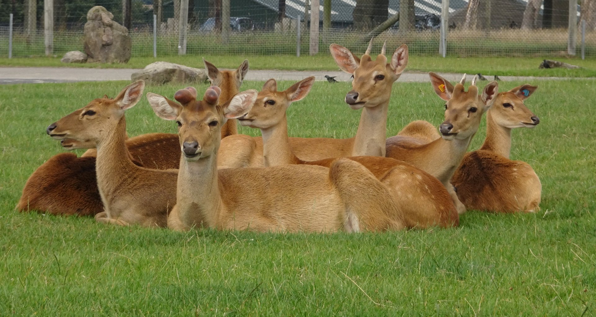 Knowsley Safari 3 August 2025