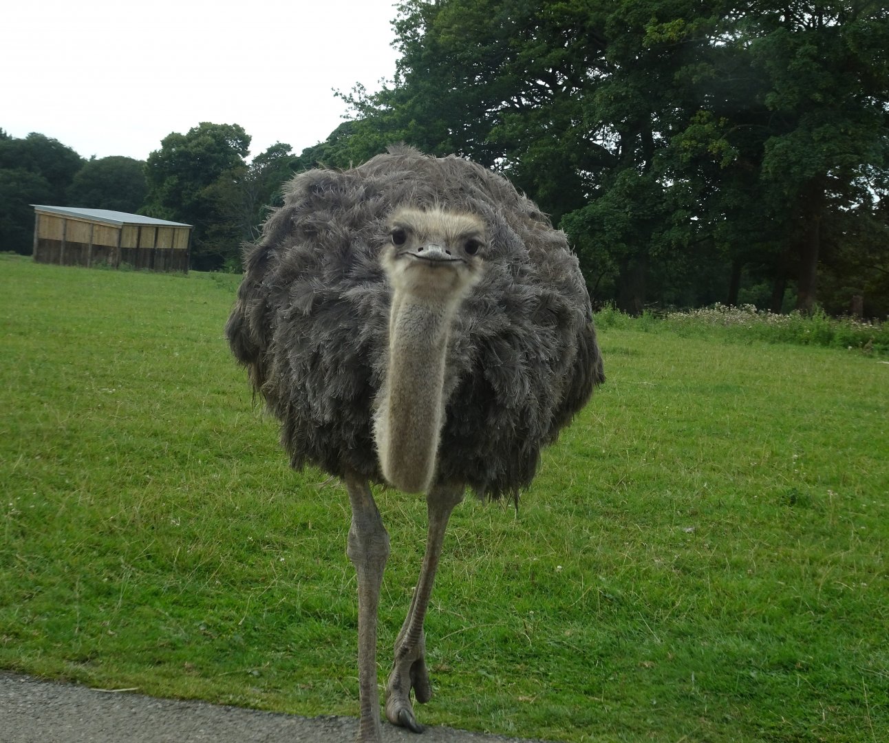 Knowsley Safari 3 August 2025