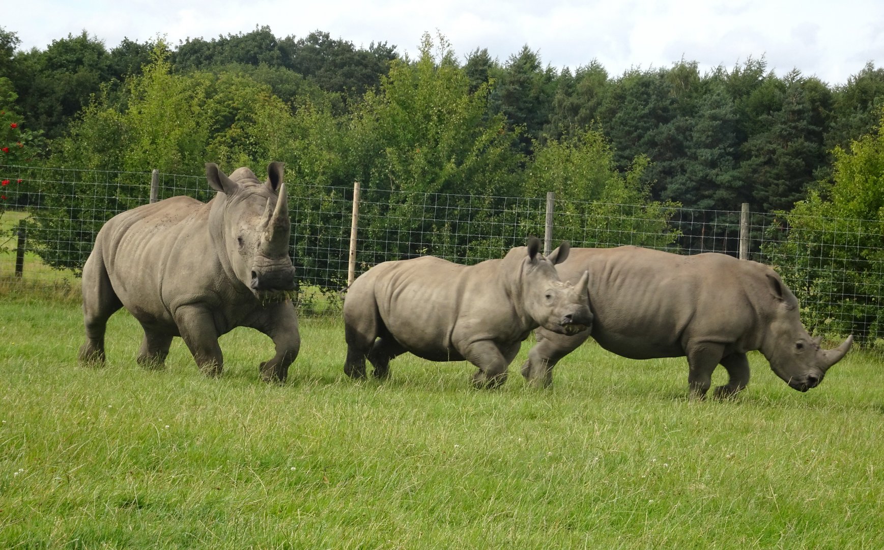 Knowsley Safari 3 August 2025