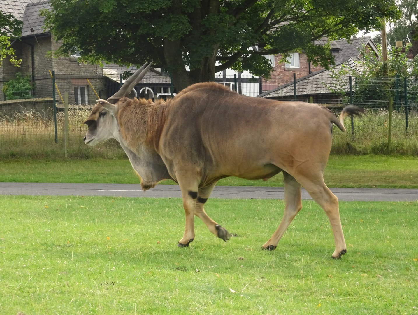 Knowsley Safari 3 August 2025