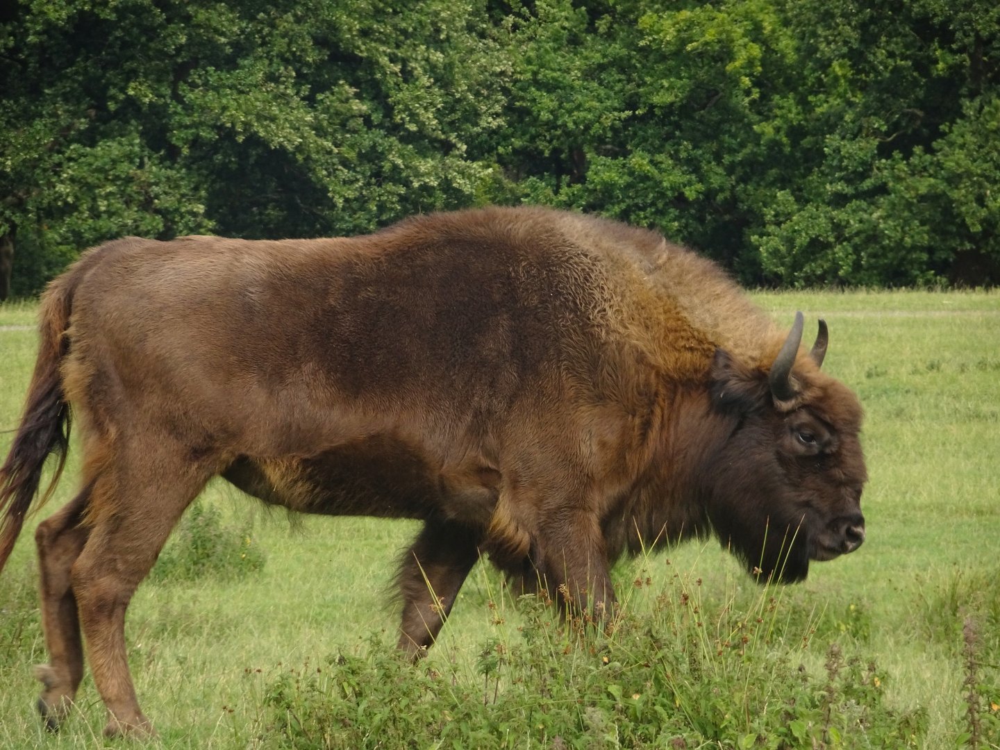 Knowsley Safari 3 August 2025