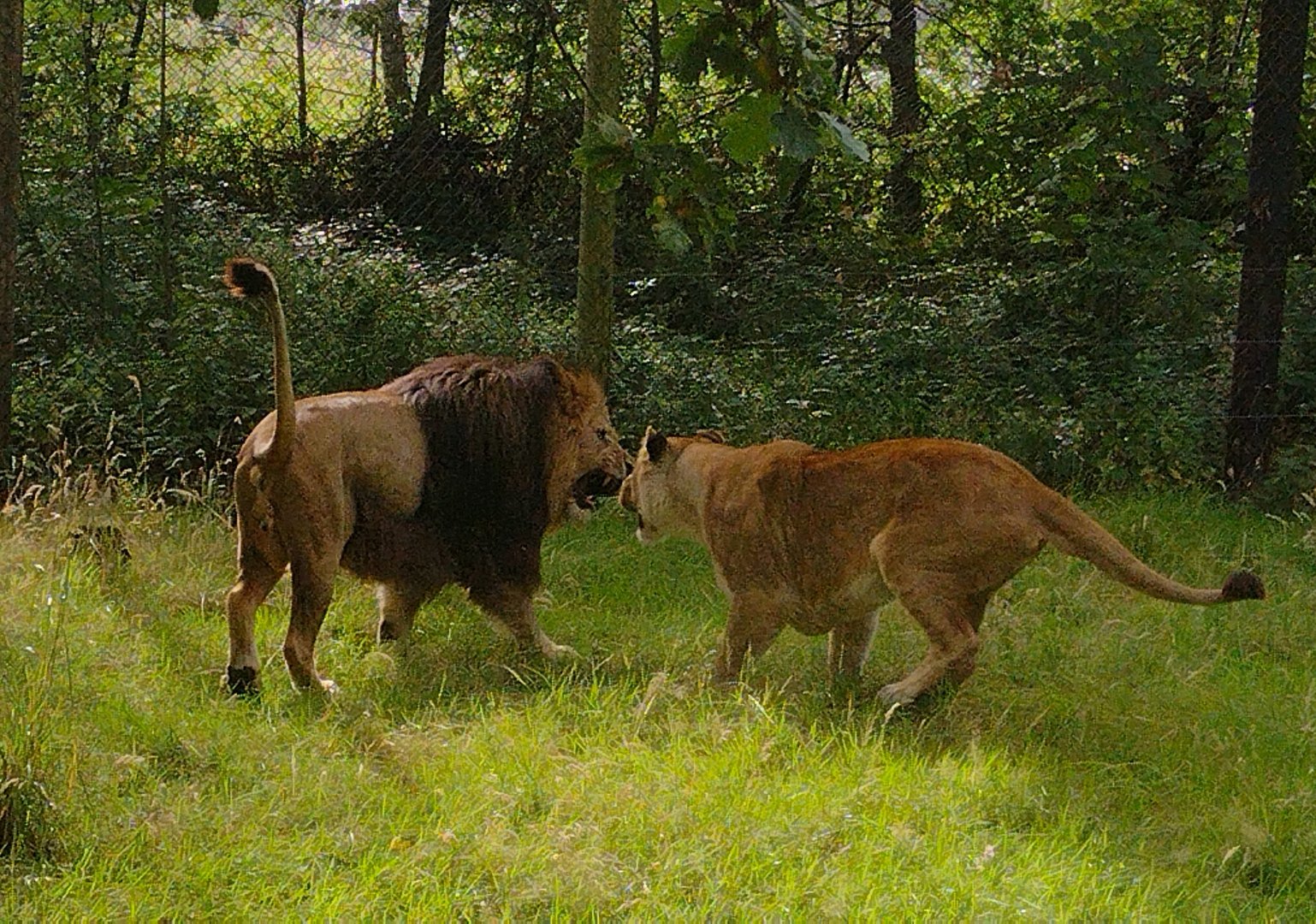 Knowsley Safari 3 August 2025