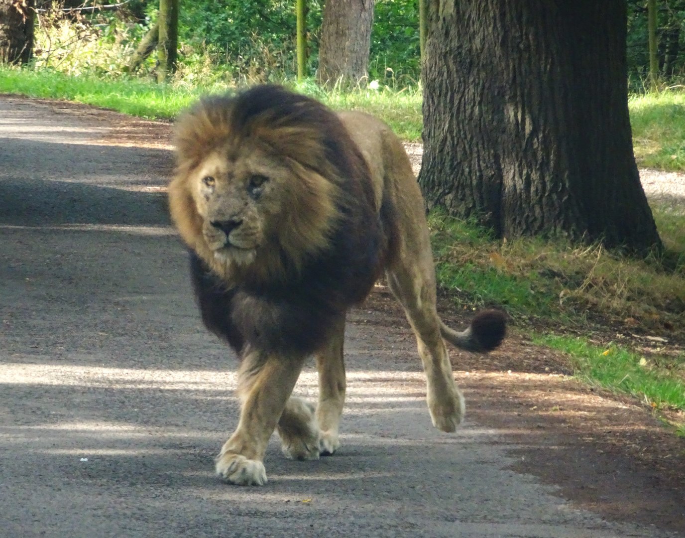 Knowsley Safari 3 August 2025