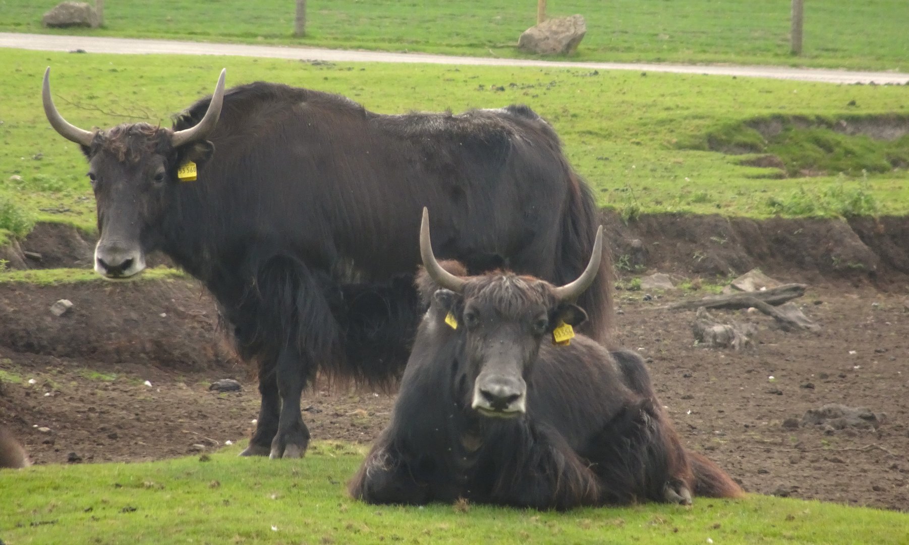 Knowsley Safari 3 August 2025