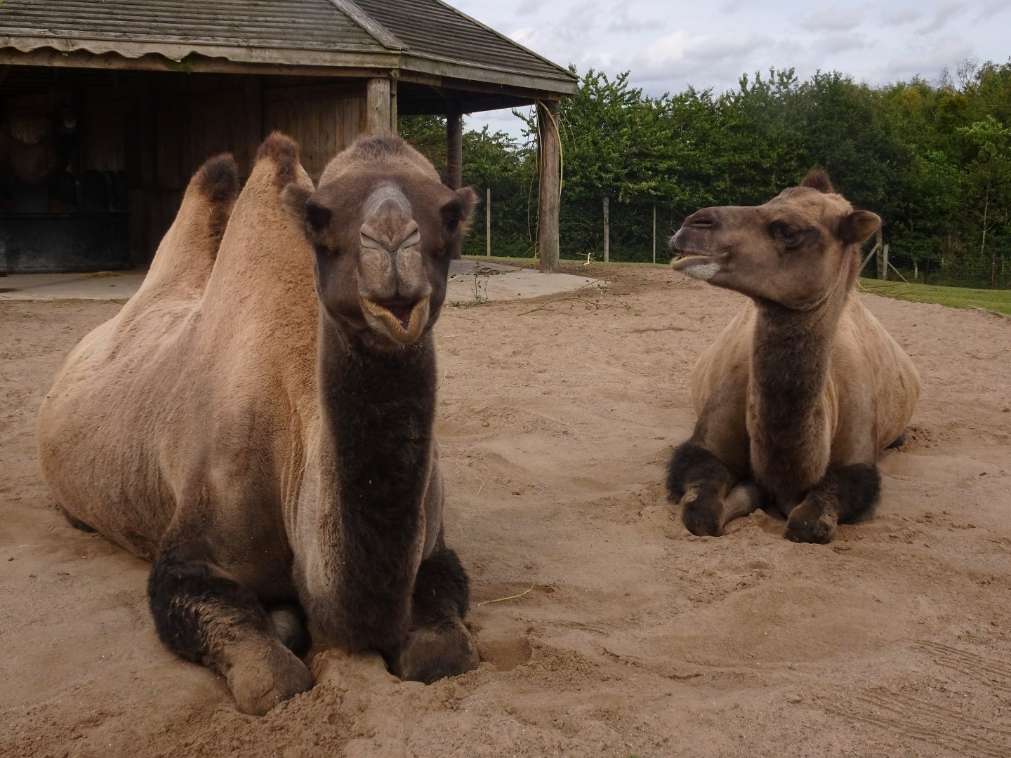 Knowsley Safari 3 August 2025