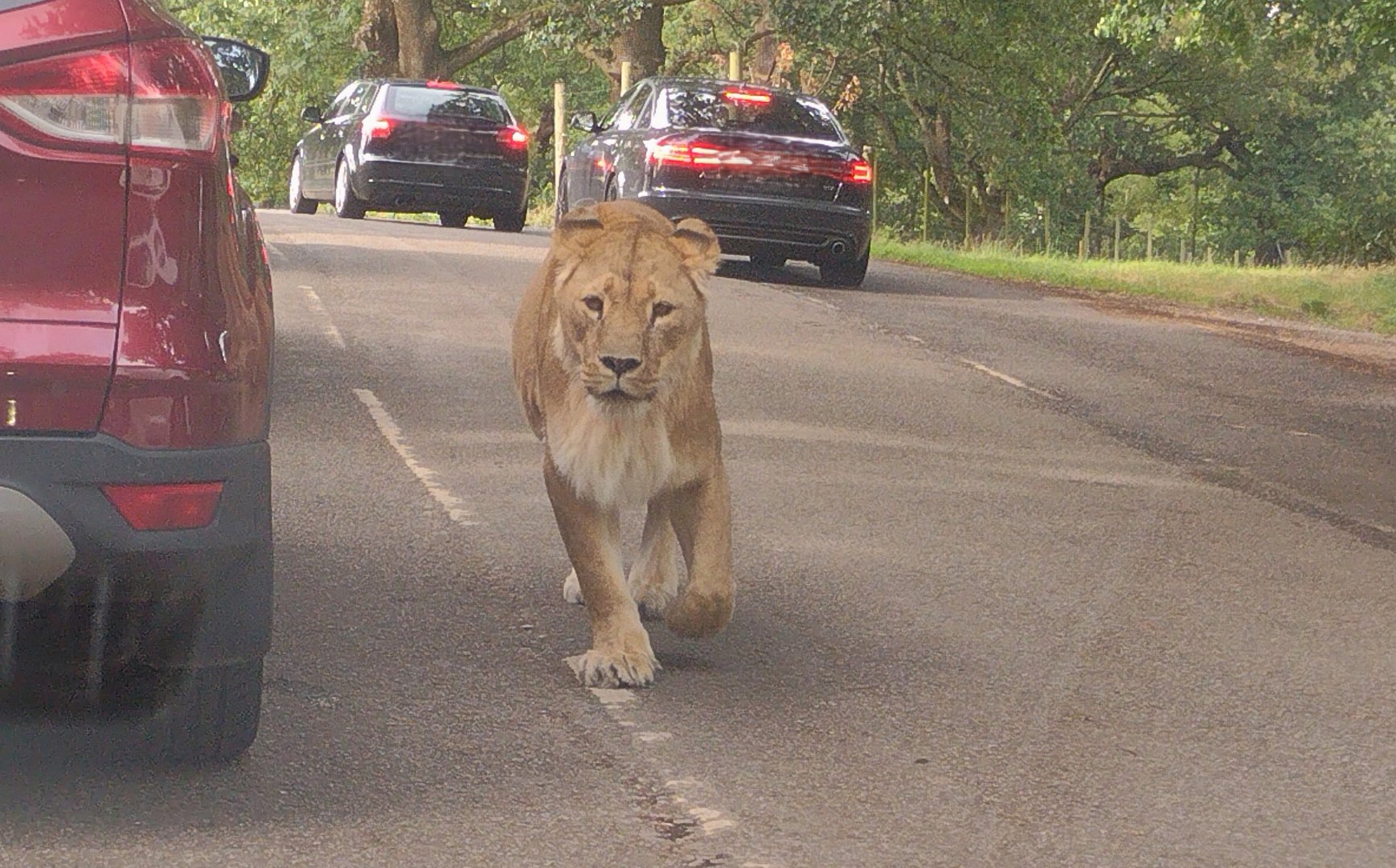 Knowsley Safari 3 August 2025