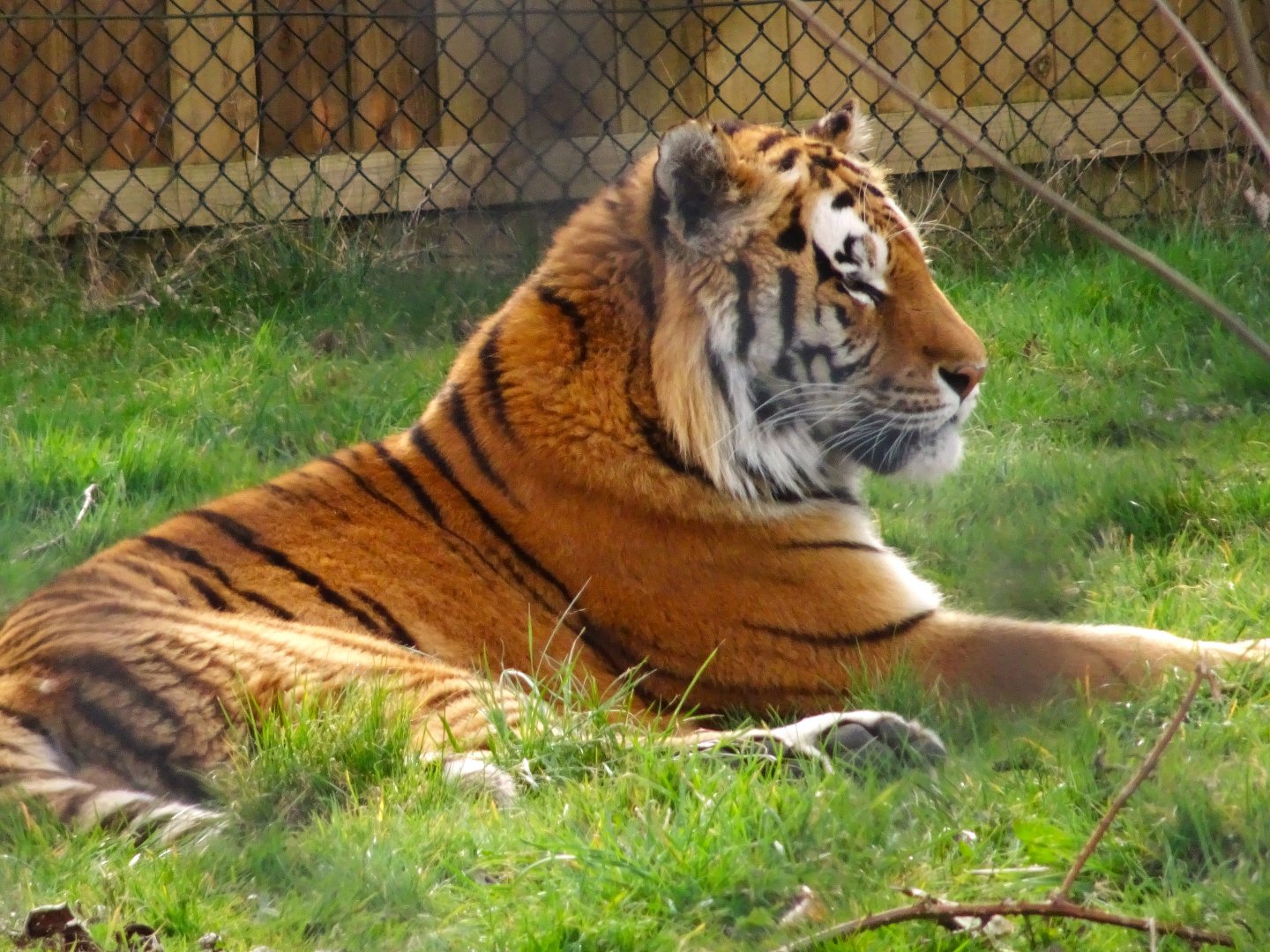 Knowsley Safari  Amur Tiger   22 March 2025