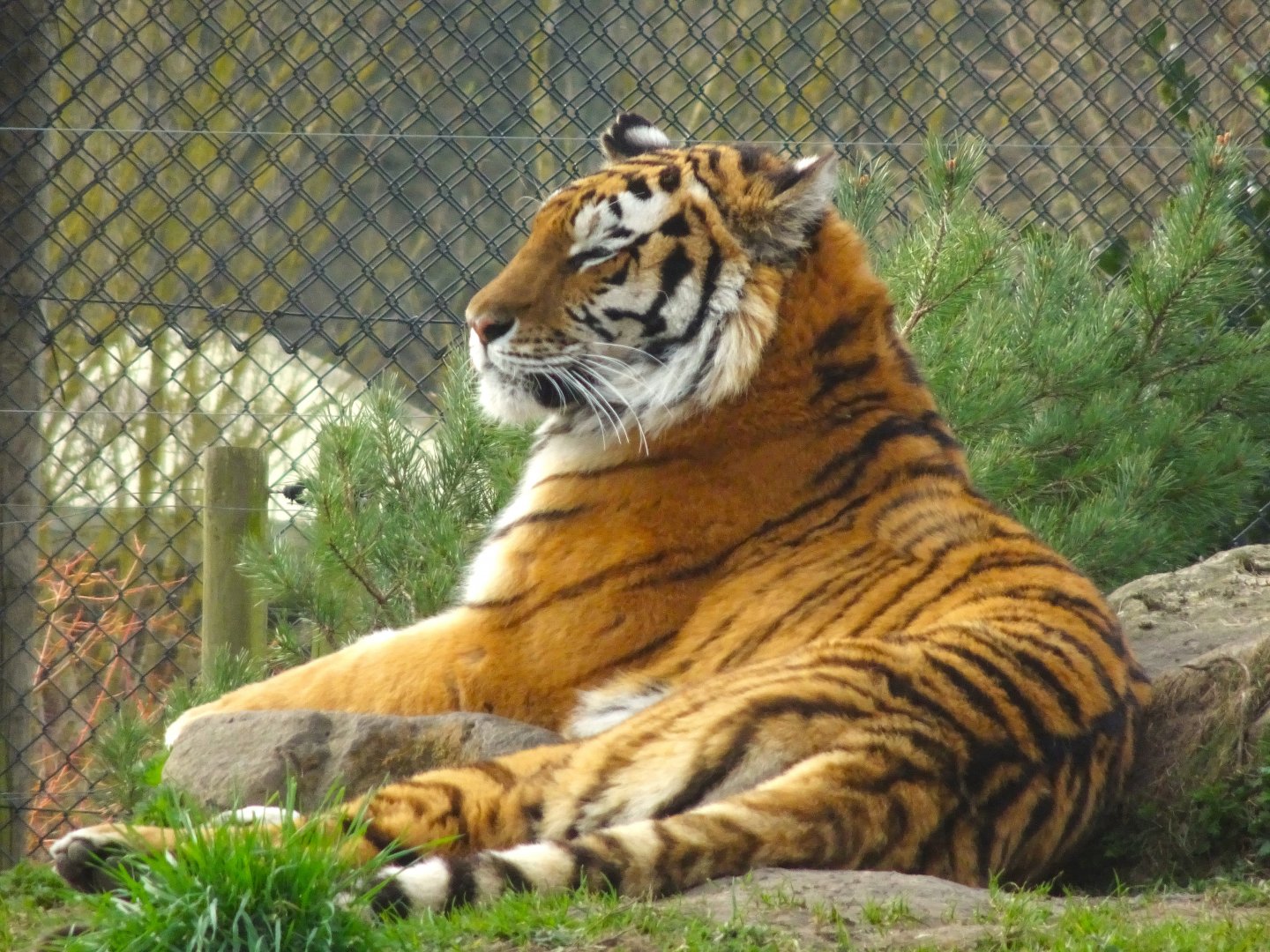 Knowsley Safari  Amur Tiger   22 March 2025