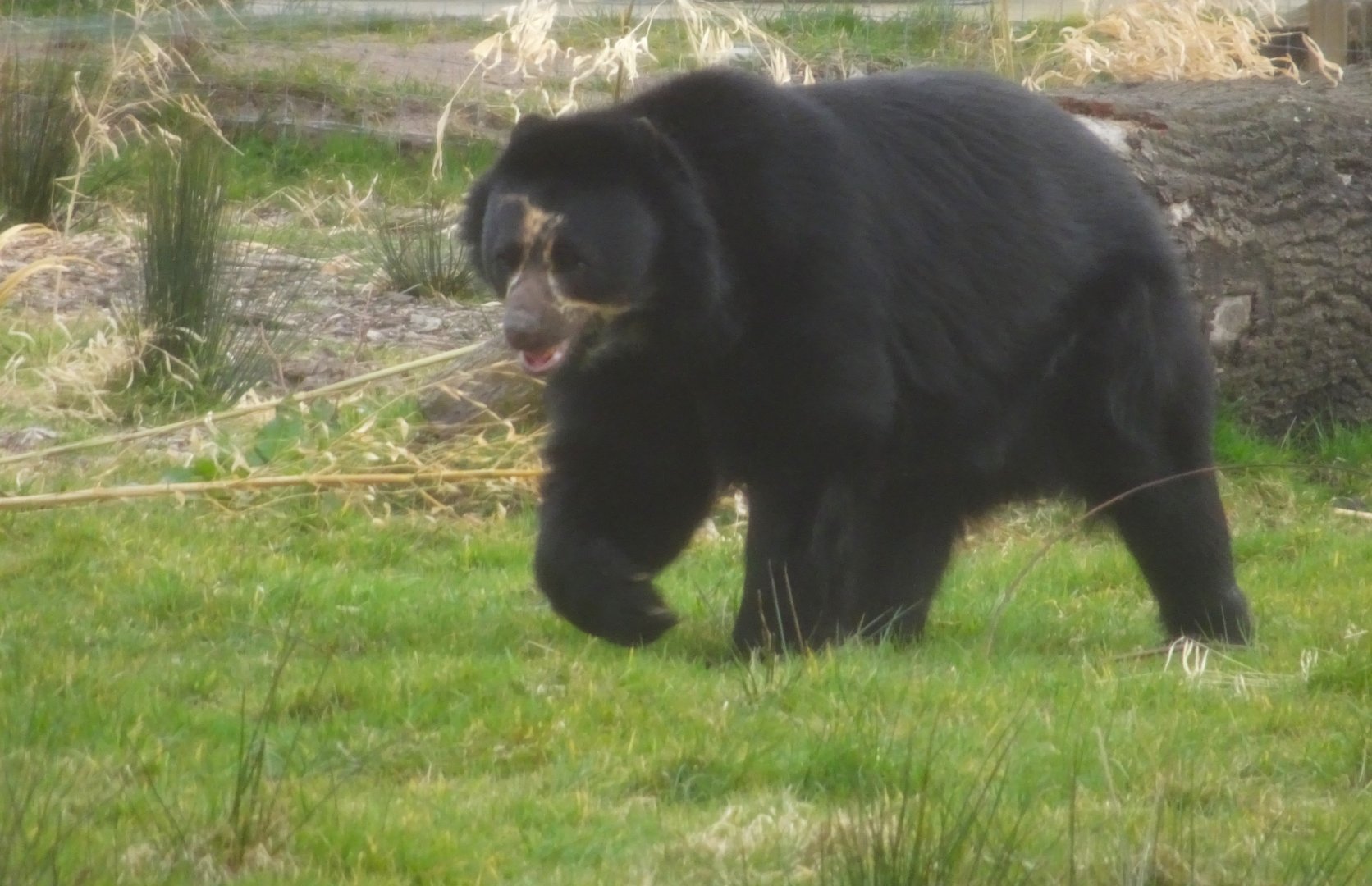 Knowsley Safari  Andean Bear   22 March 2025