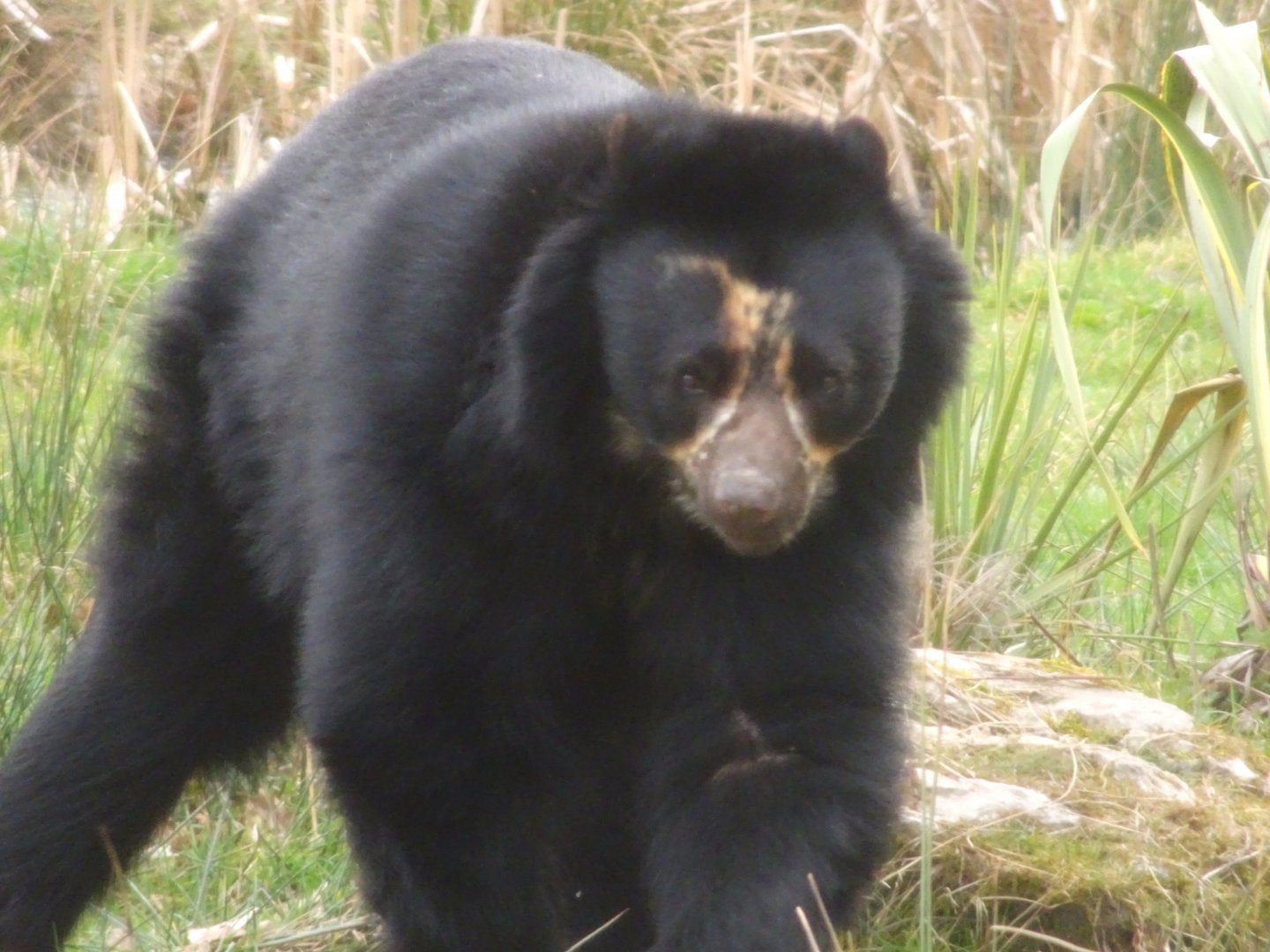 Knowsley Safari  Andean Bear   22 March 2025