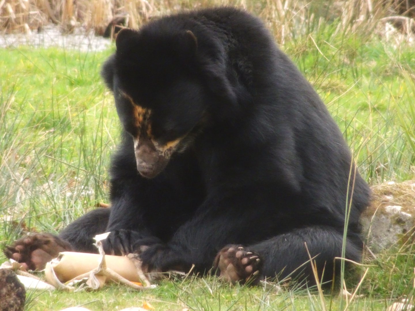 Knowsley Safari  Andean Bear   22 March 2025
