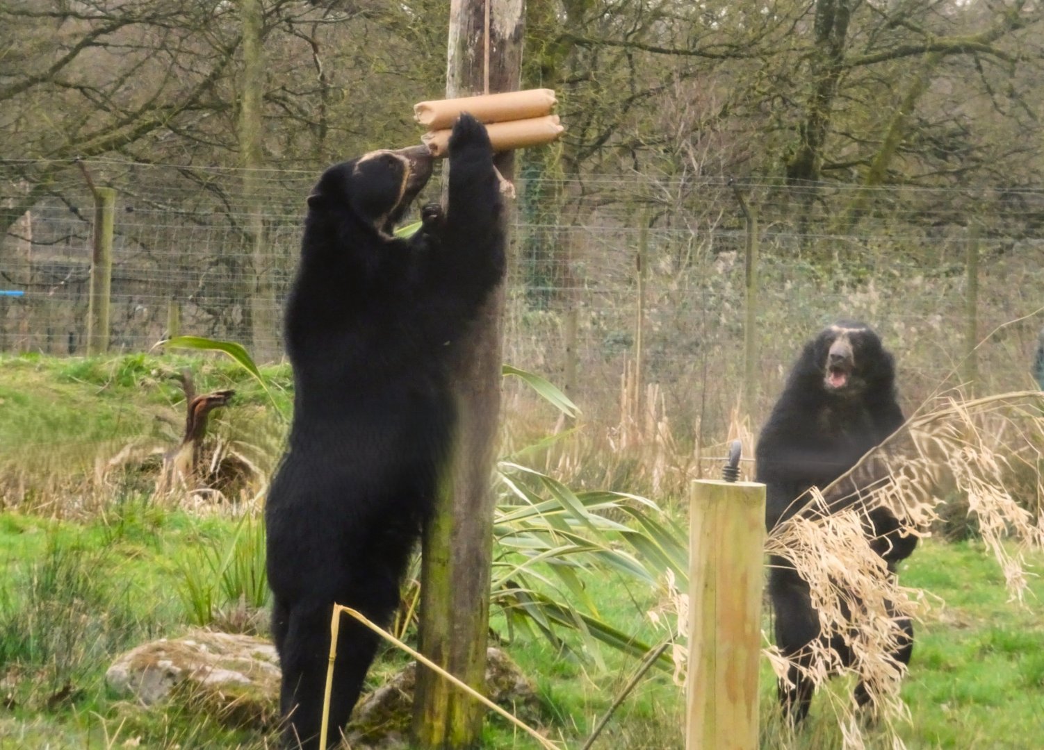 Knowsley Safari  Andean Bears   22 March 2025