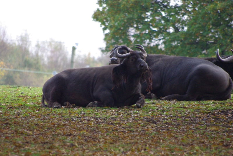 Knowsley Safari Park - Cape Buffalo