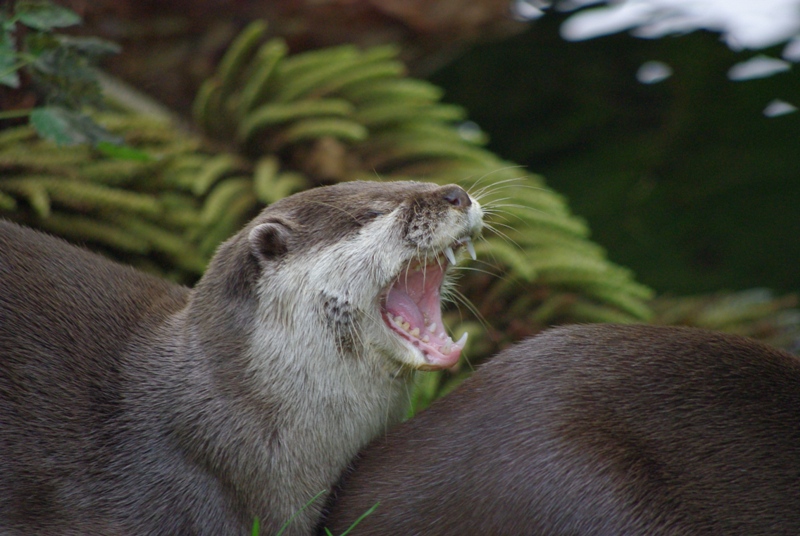 Knowsley Safari Park - Oriental Short-Clawed Otter