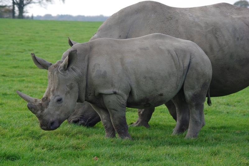 Knowsley Safari Park - White Rhino