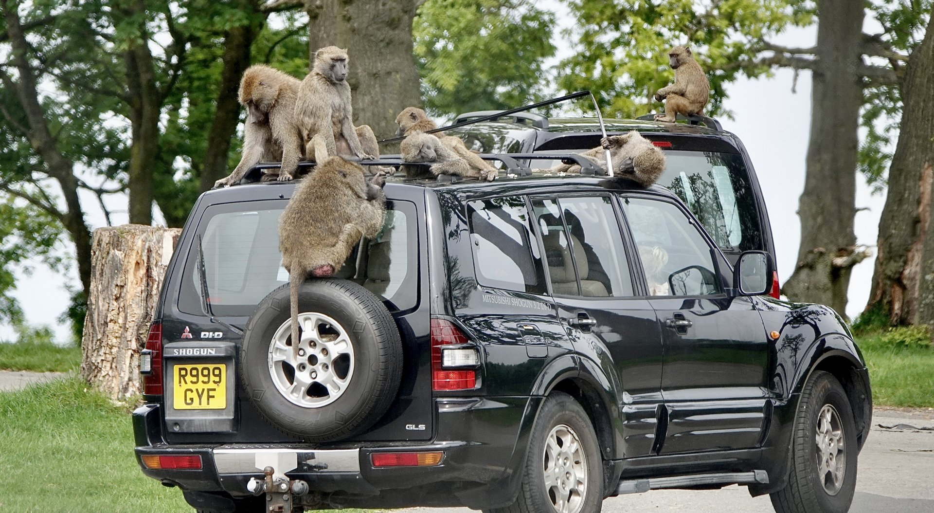 Knowsley Safari
