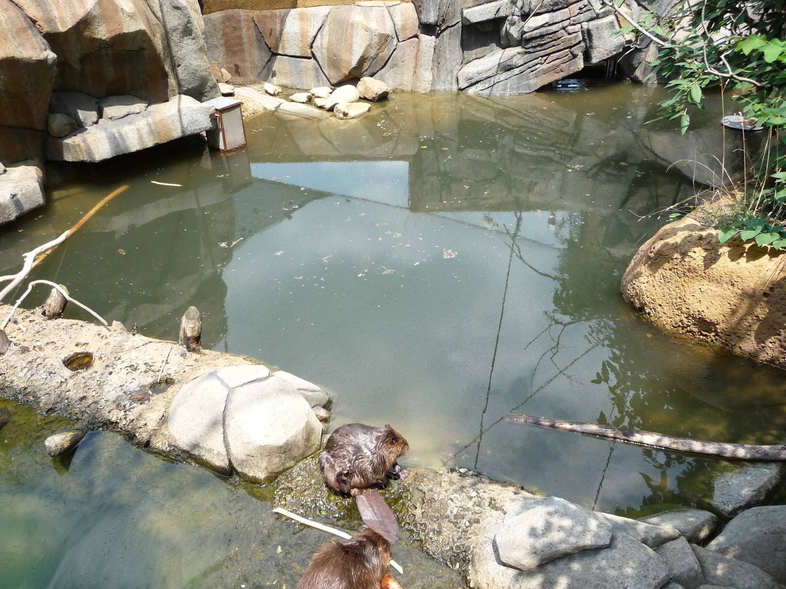 Knoxville Zoo - Beaver Exhibit