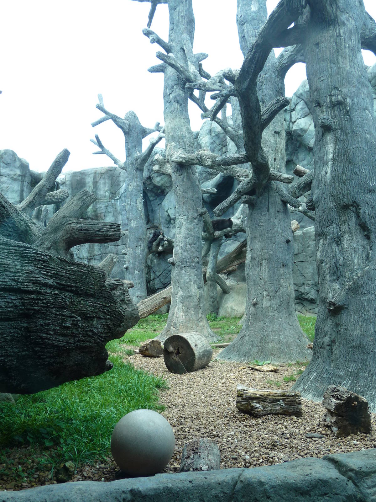 Knoxville Zoo - Black Bear Exhibit