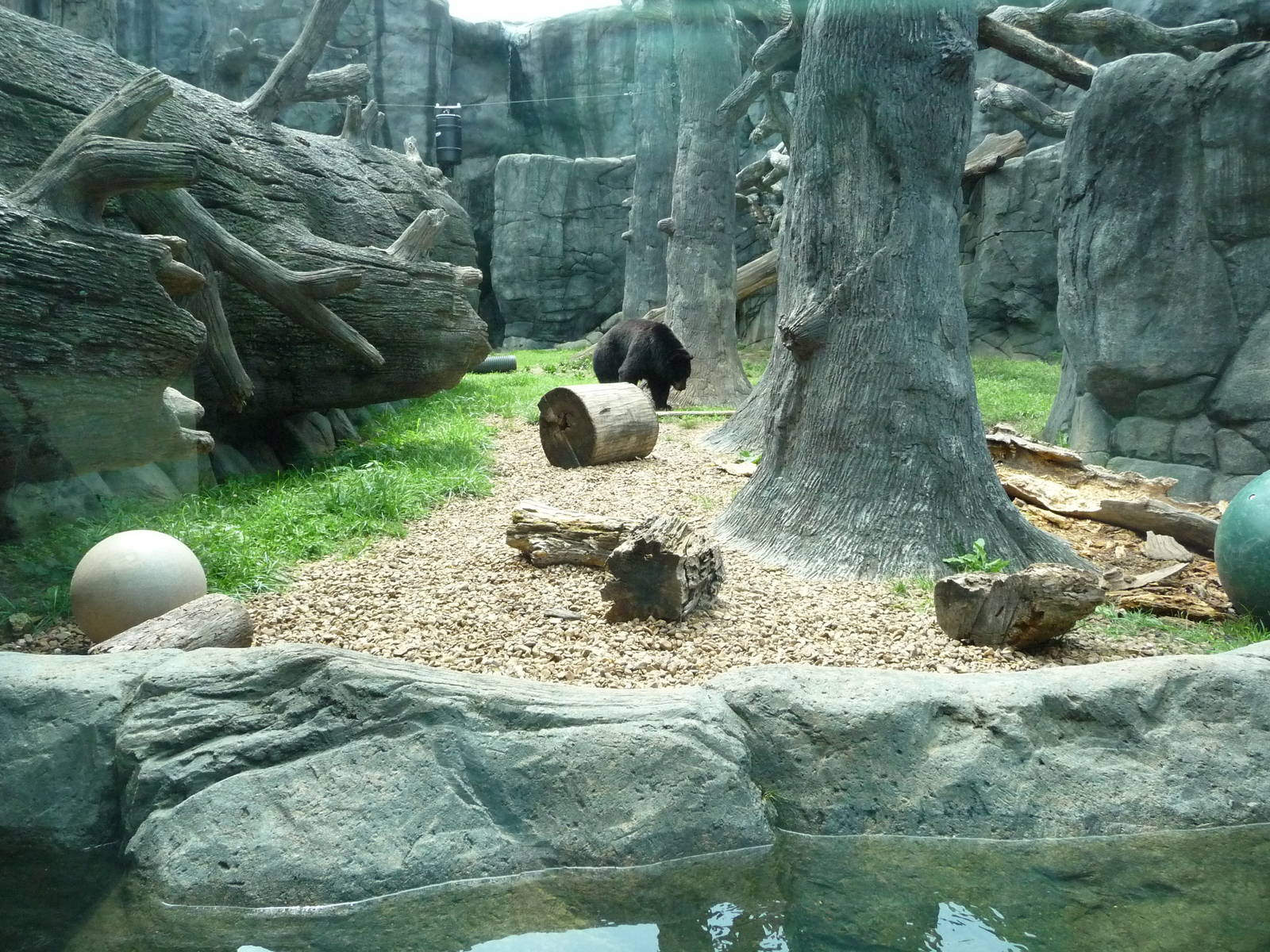 Knoxville Zoo - Black Bear Exhibit