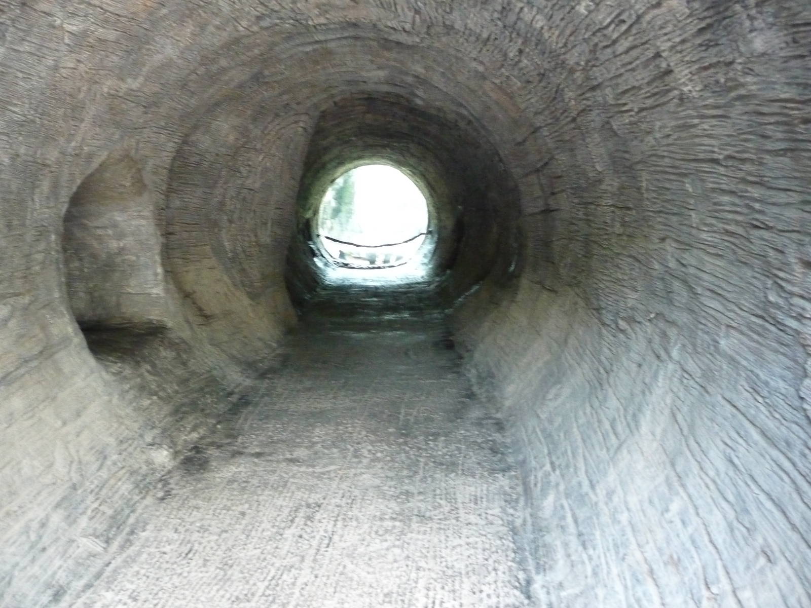 Knoxville Zoo - Black Bear Exhibit