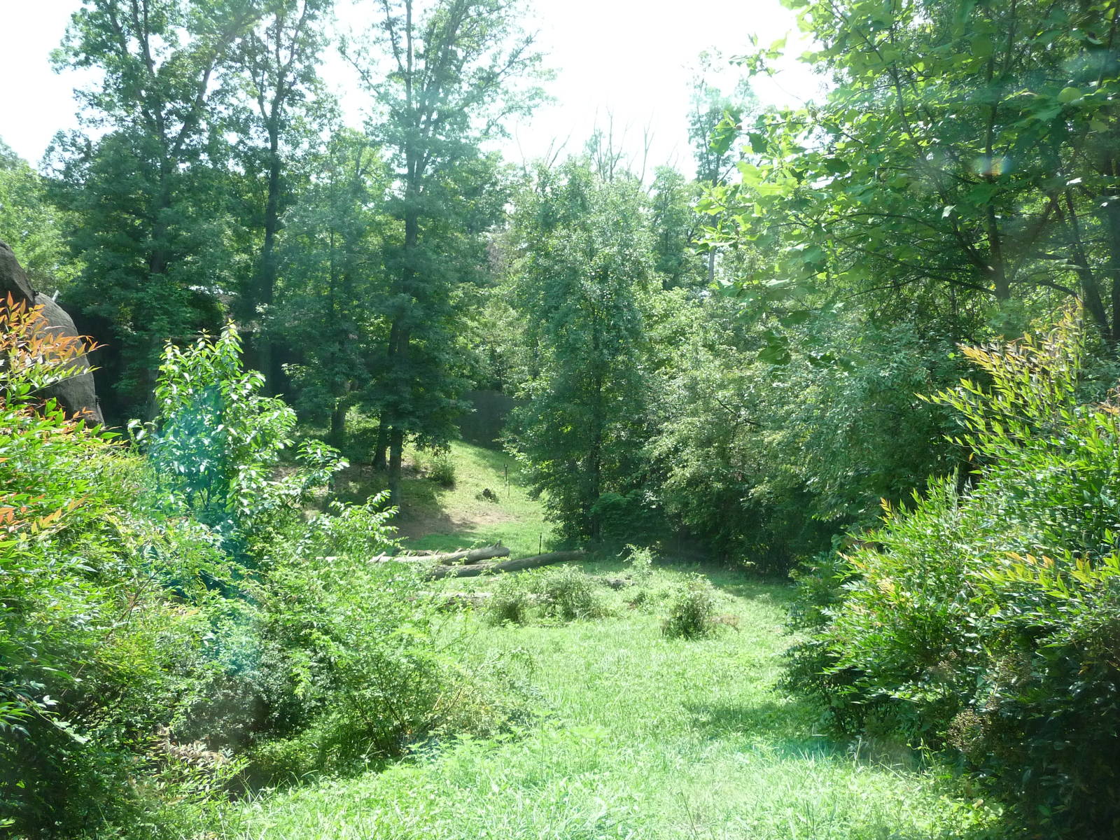 Knoxville Zoo - Gorilla Exhibit