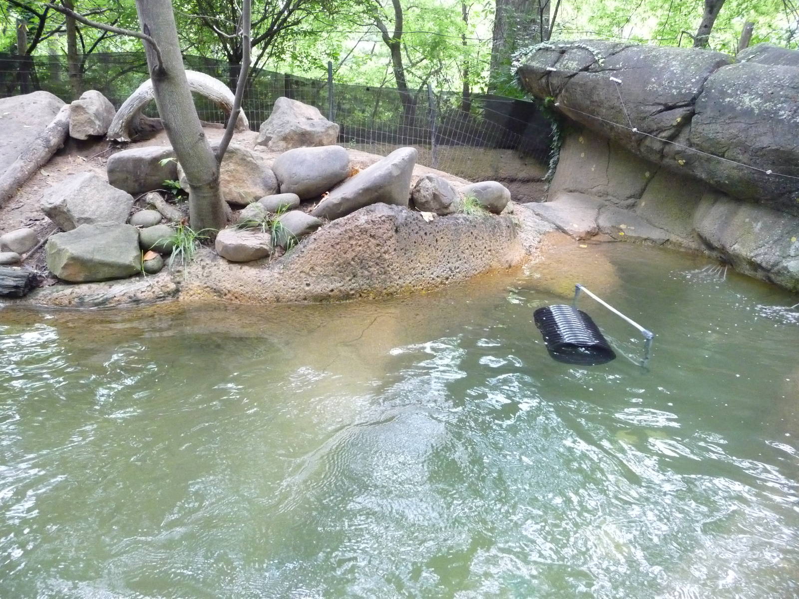 Knoxville Zoo - River Otter Exhibit