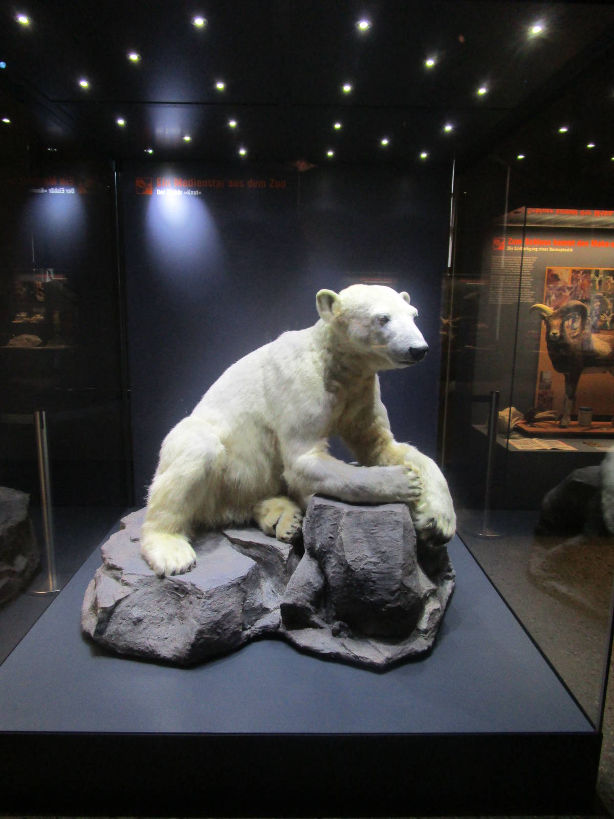 Knut- Berlin Natural History Museum