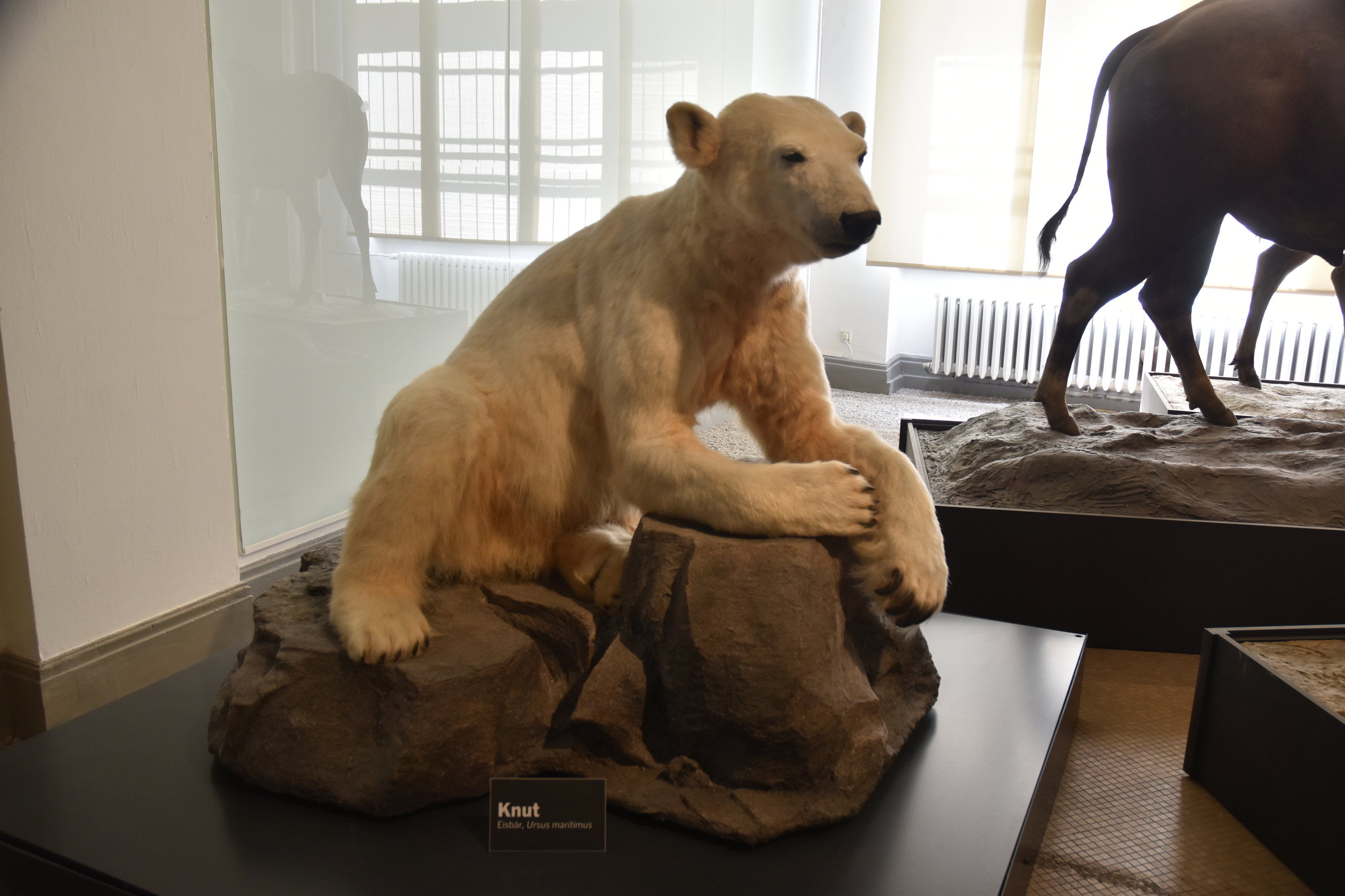 Knut the Polar Bear, Museum für Naturkunde, Berlin, 7th June 2023