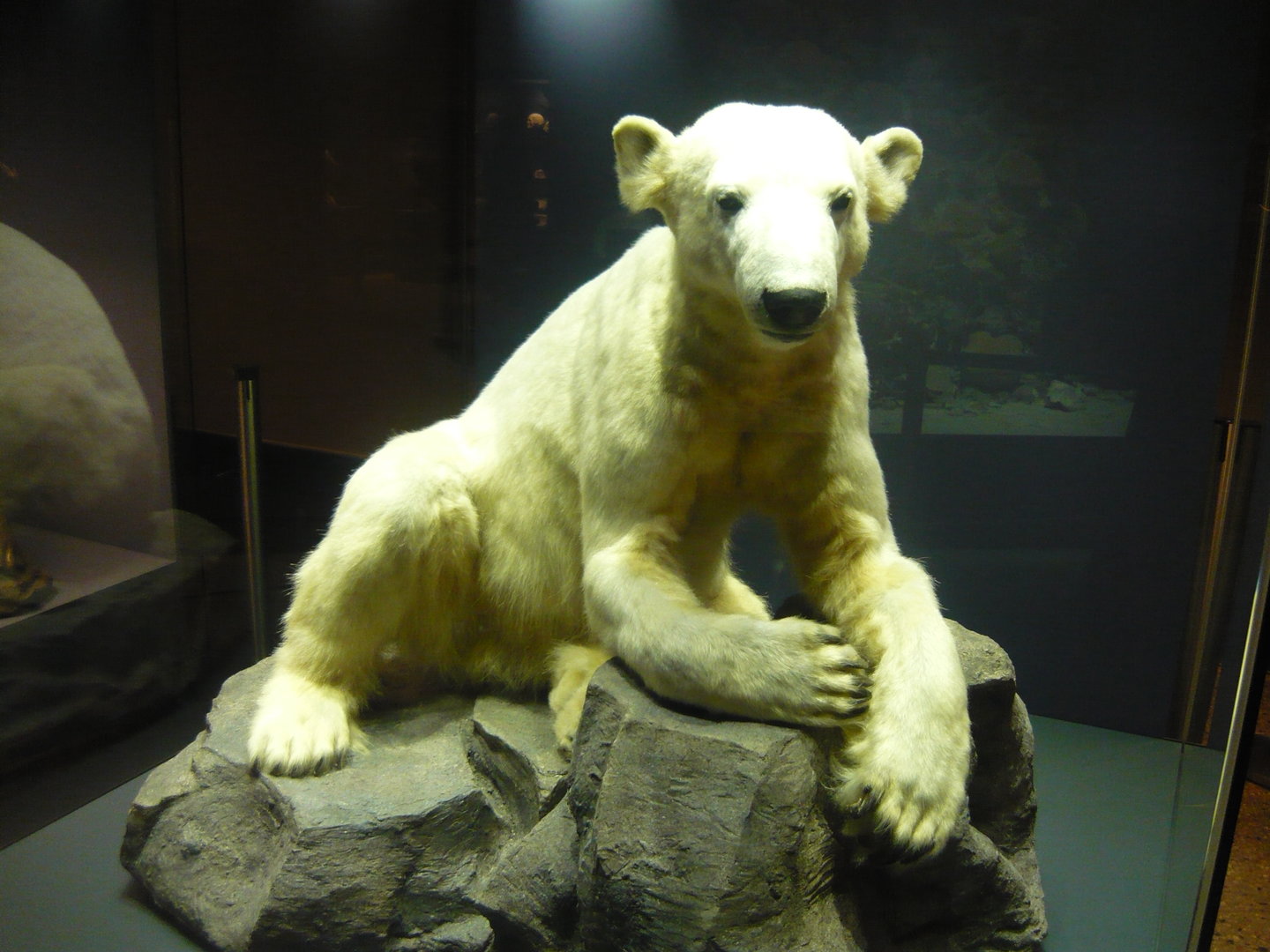 Knut the polar bear