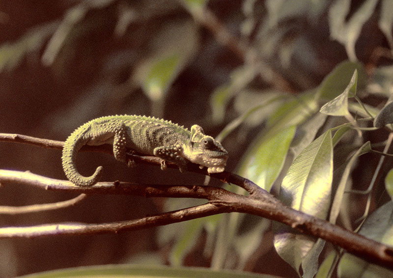 Knysna dwarf chameleon 1982