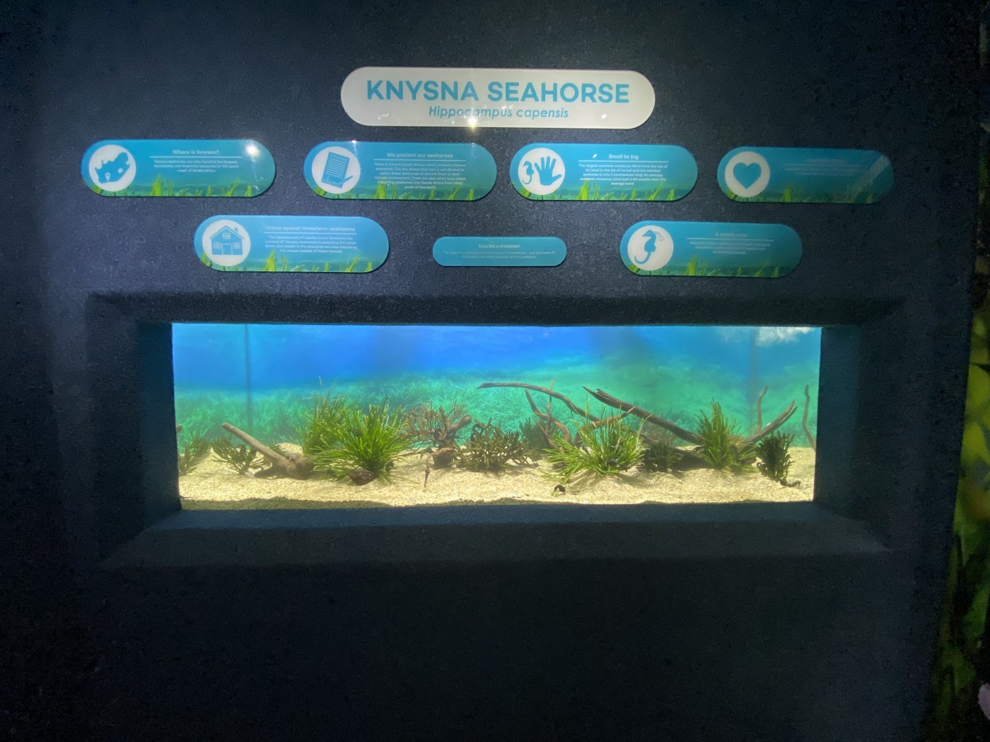 Knysna seahorse aquarium