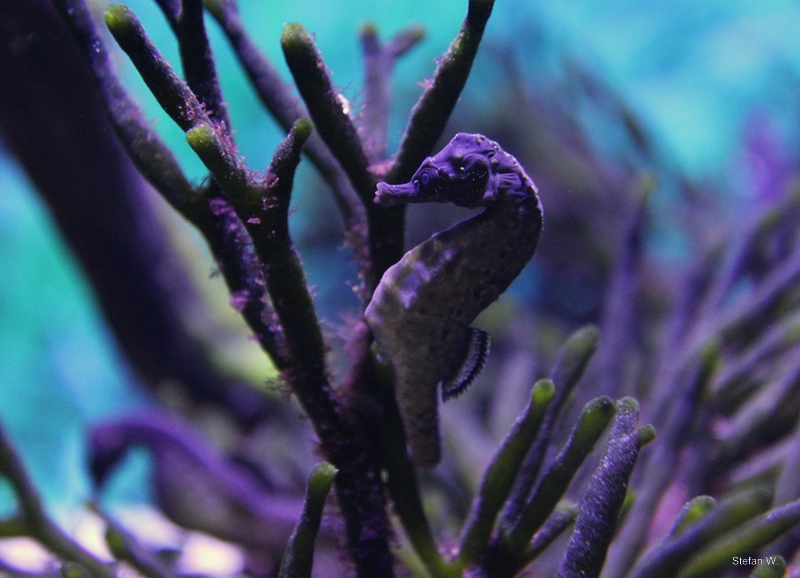 Knysna Seahorse (Hippocampus capensis)