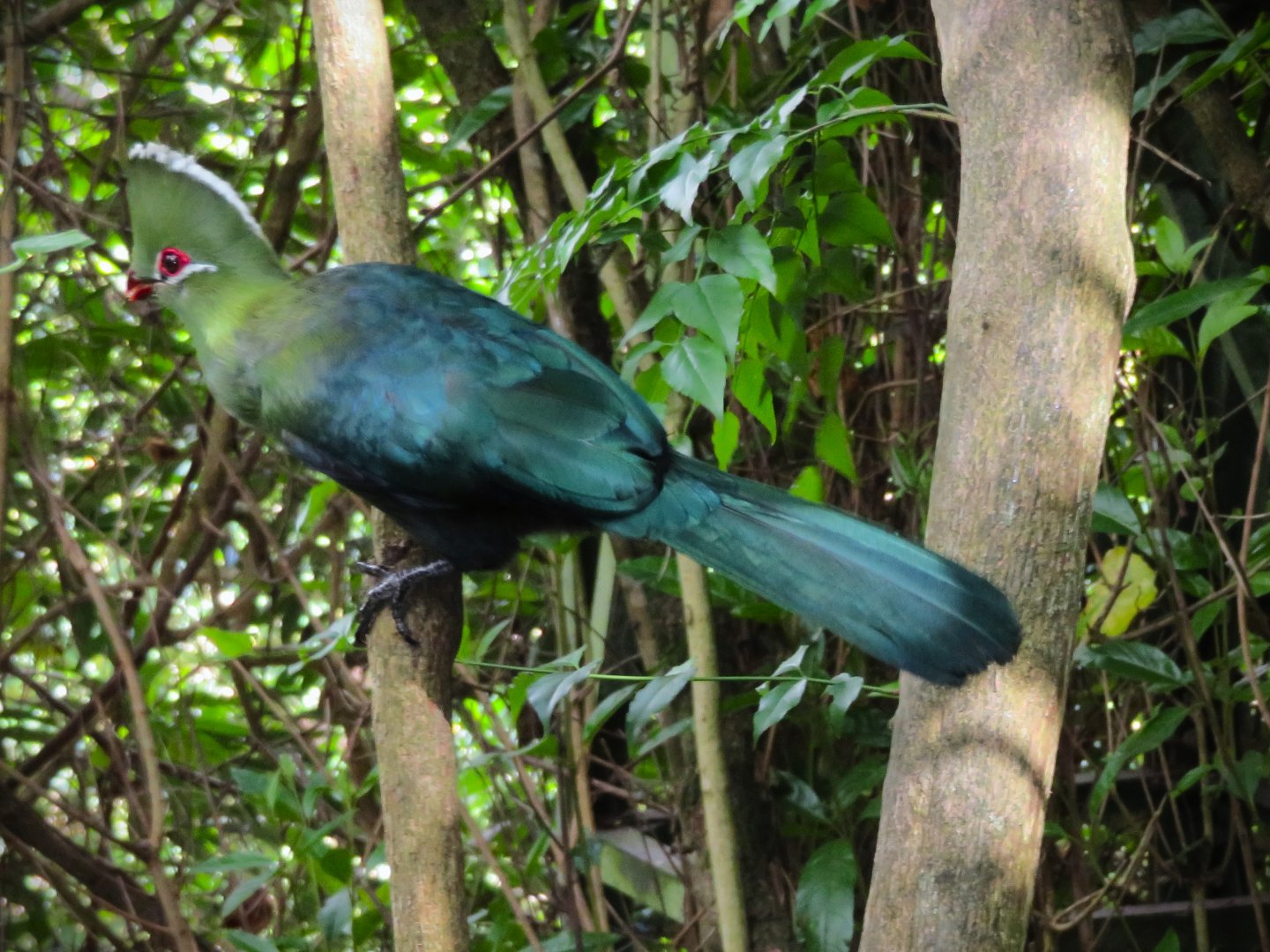 Knysna Turaco (Tauraco corythaix)