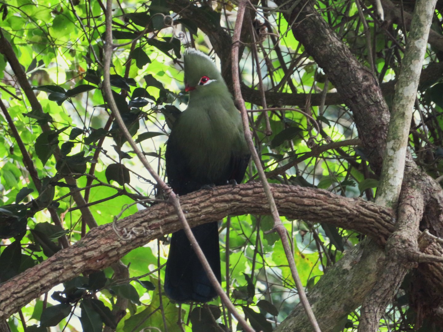 Knysna Turaco (Tauraco corythaix)