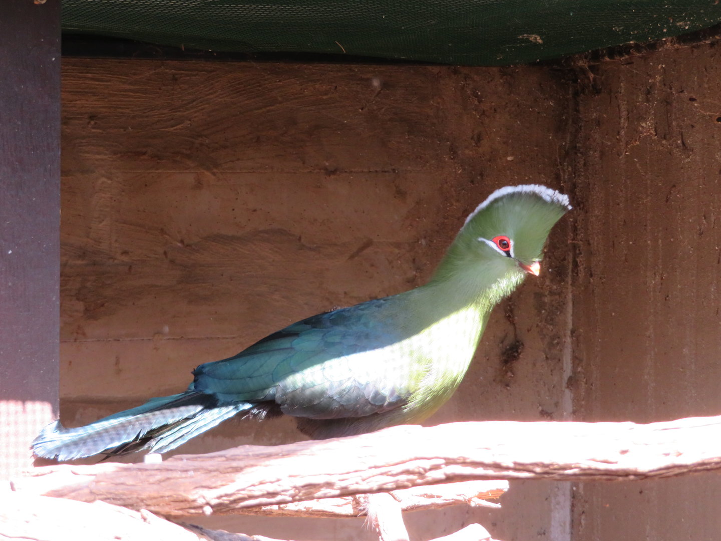 Knysna Turaco (Tauraco corythaix)