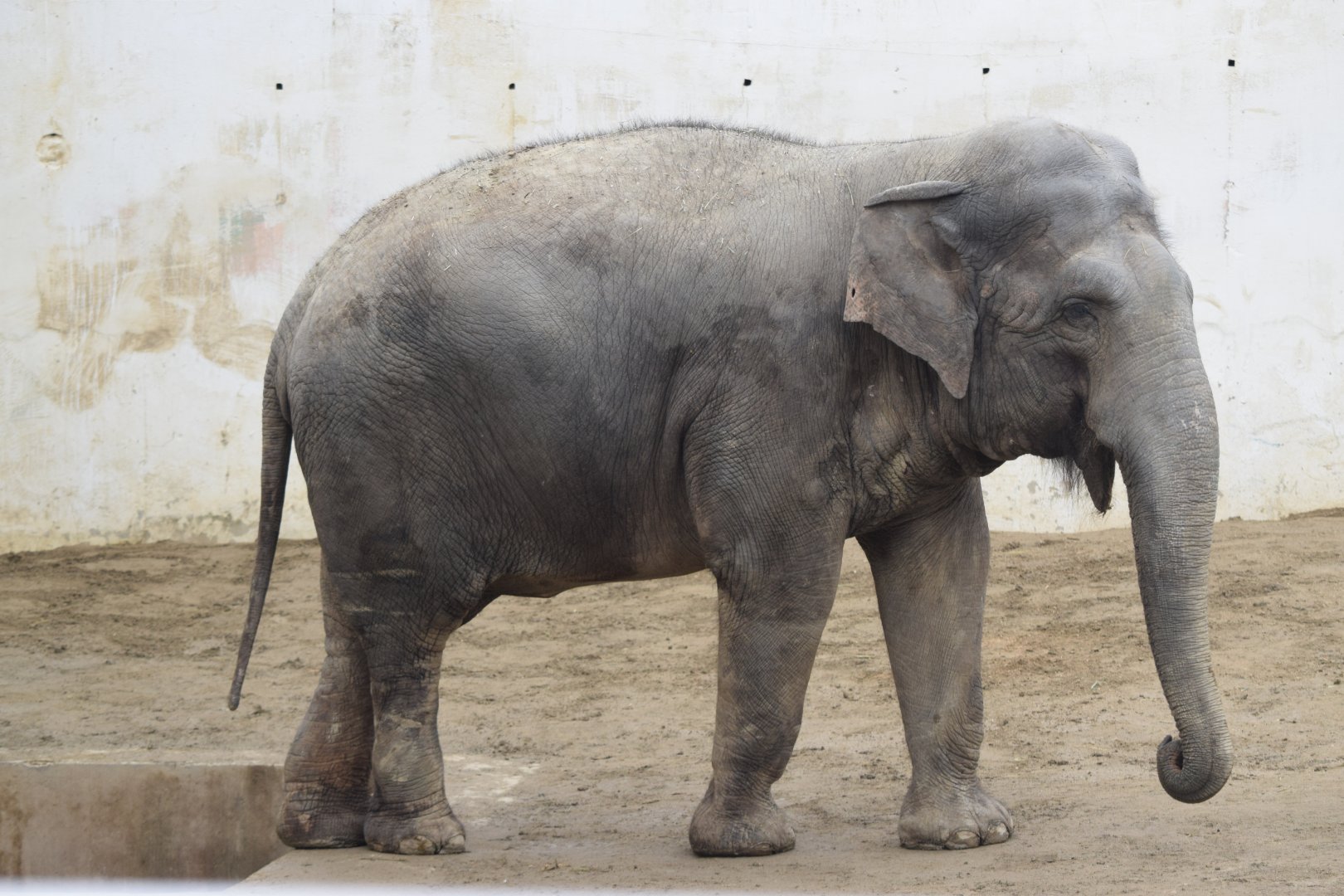 Ko-soon, the asian elephant