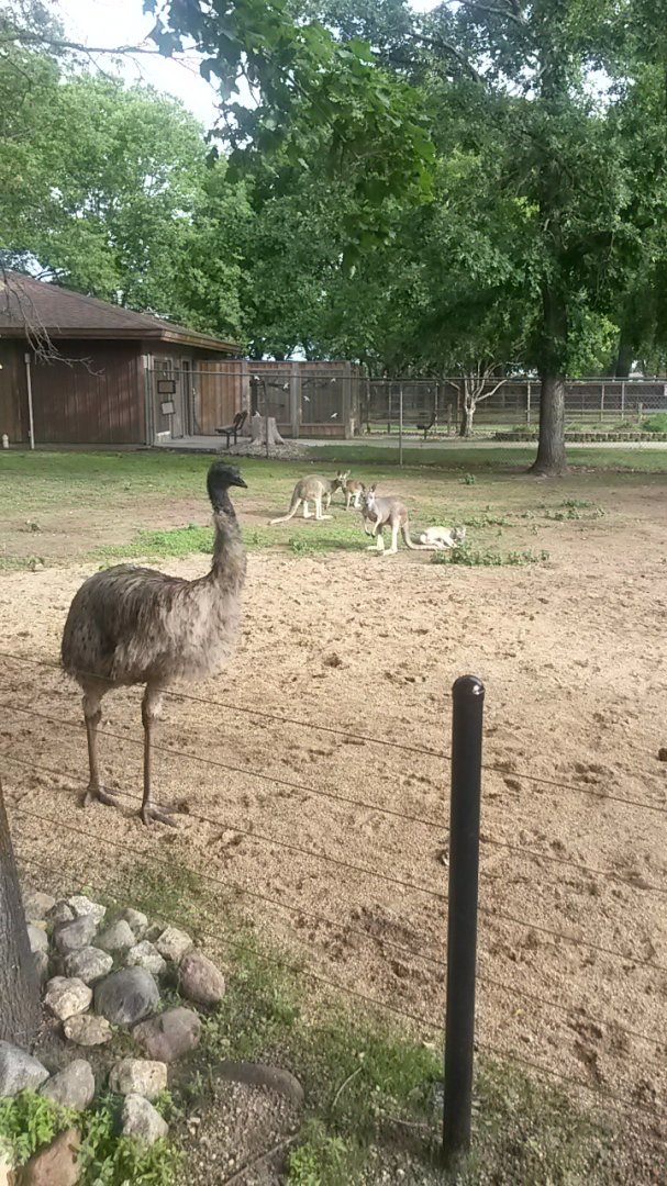Koa the Emu and four kangaroos.