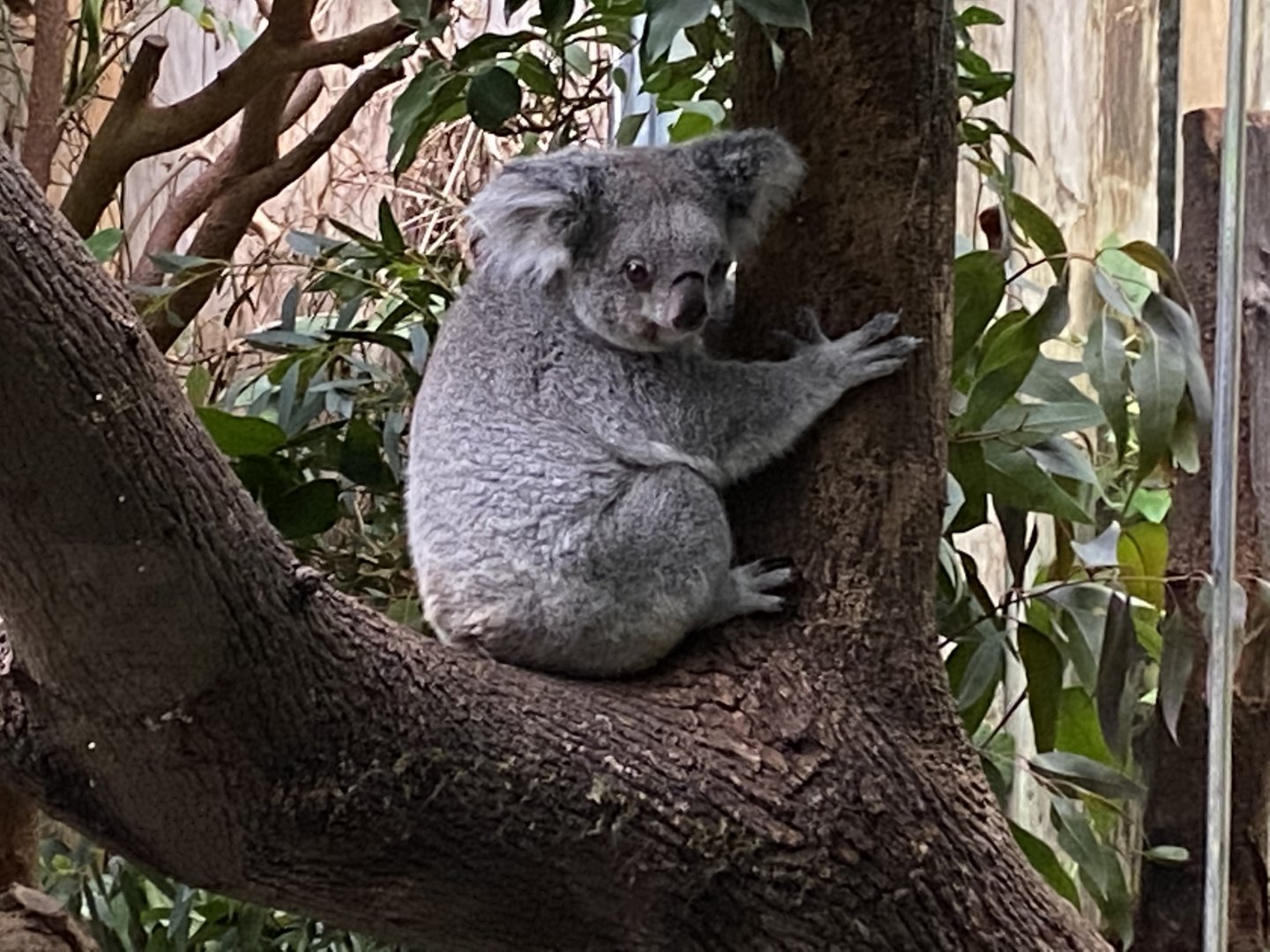 Koala 011219