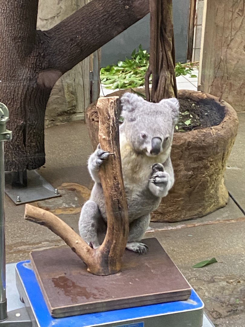 Koala 011219