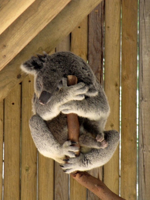 Koala 10-18-2009