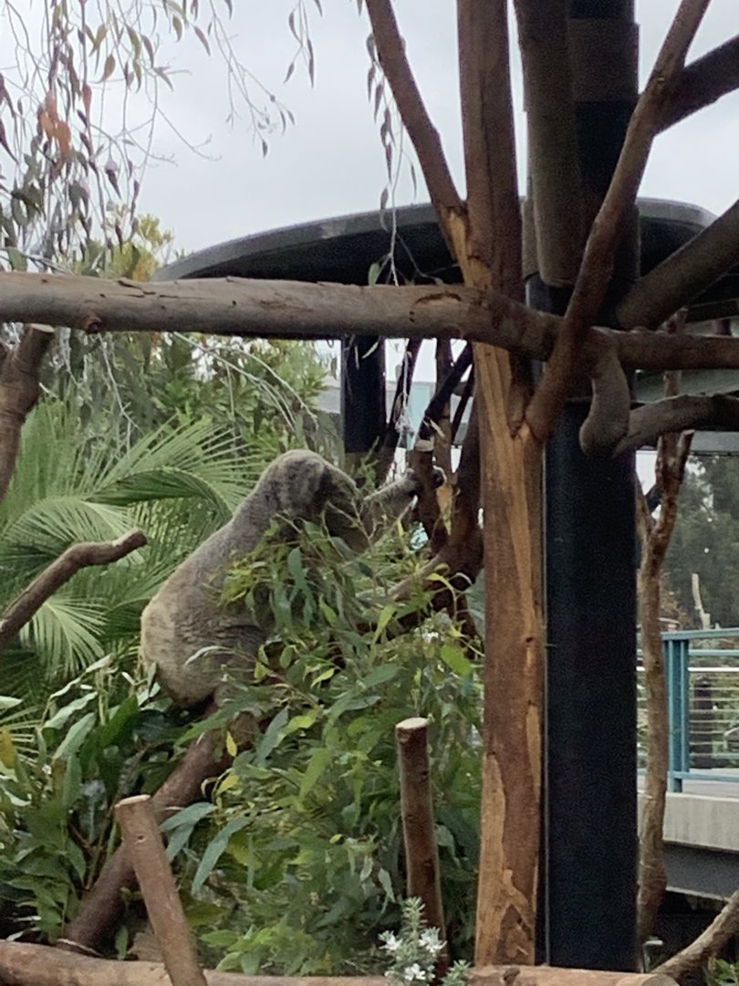 Koala 10/7/21
