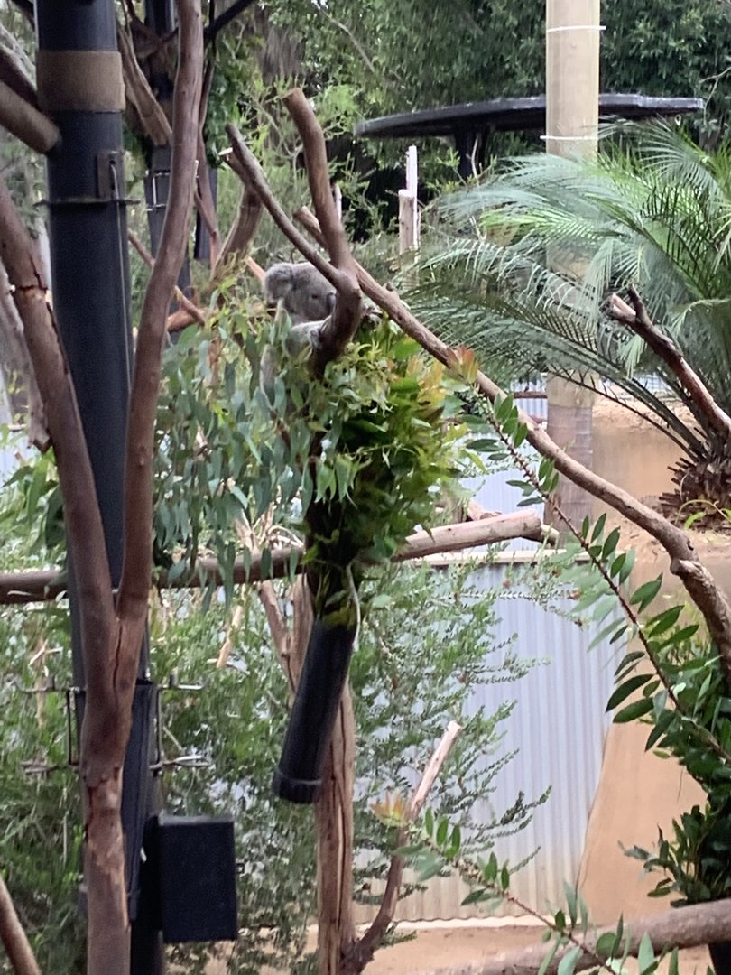 Koala 10/7/21