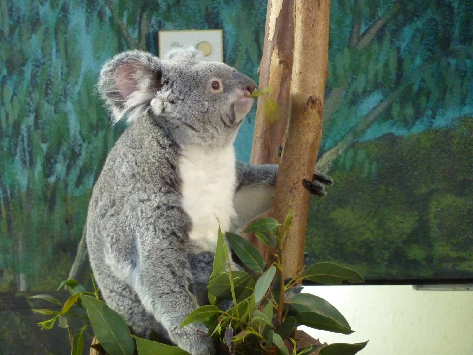 Koala, 12th April 2012.