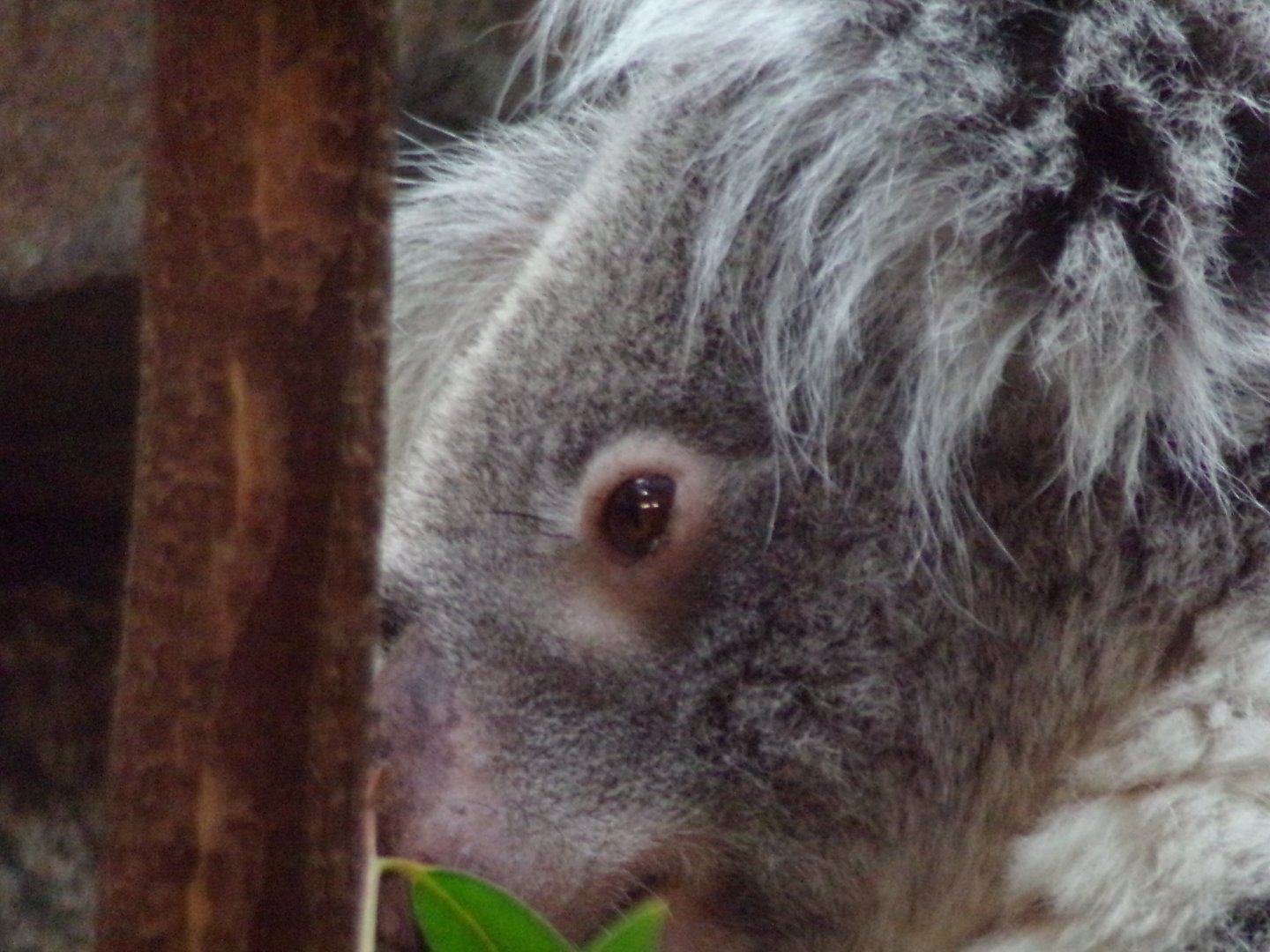 Koala 17.10.24