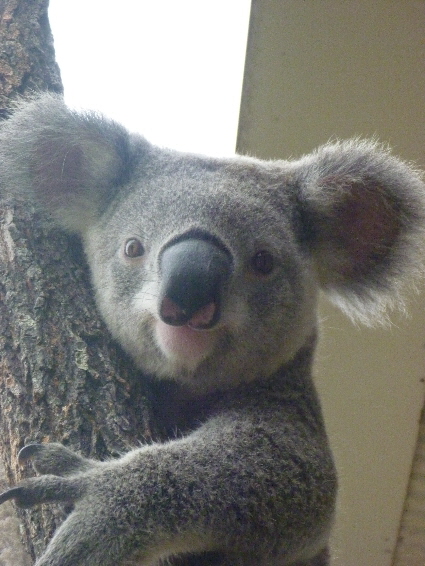 koala - 18 months old "Sid"