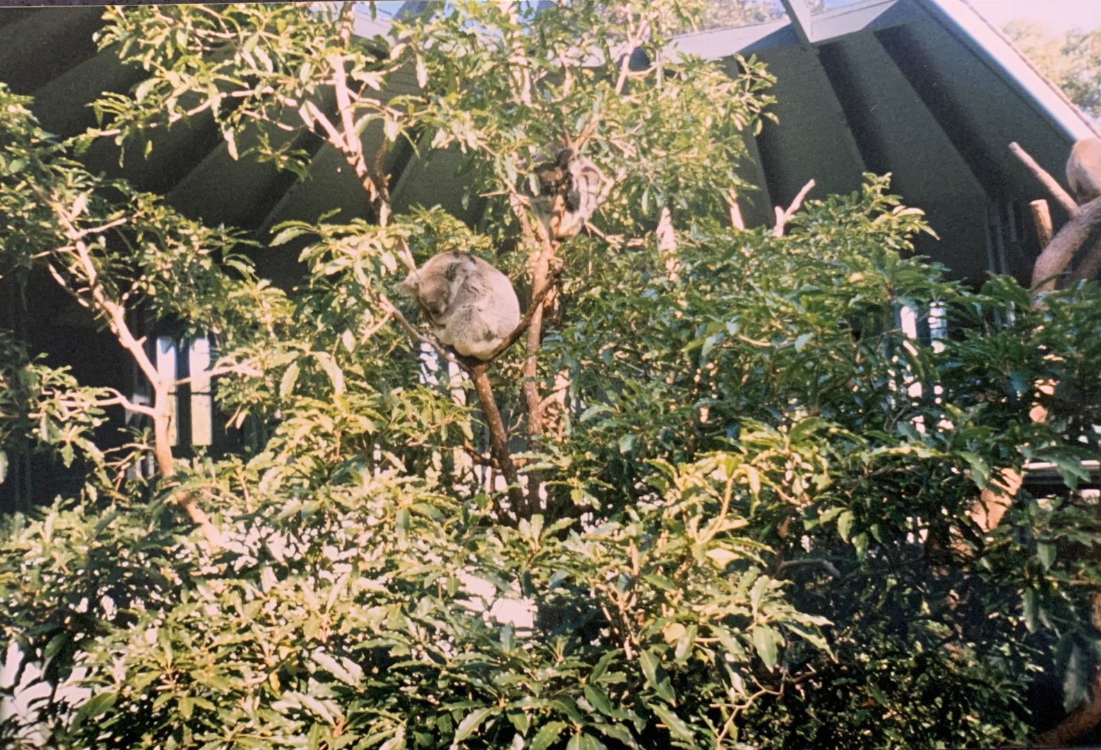Koala (1996)
